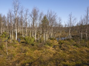 Bogland, with Pine (Pinus sylvestris), Juniper bushes (Juniperus communis) and Hairy Birch (Betula