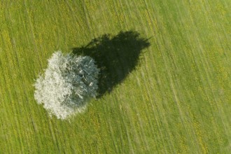 Bird's eye view of blossoming apple tree in meadow, Canton Thurgau, Switzerland, Europe