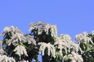 Flowering japanese andromeda (Pieris japonica), North Rhine-Westphalia, Germany, Europe