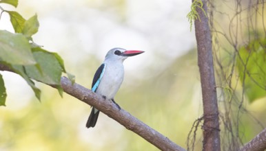 Woodland kingfisher (Halcyon senegalensis), Janjabureh boat trip, Janjabureh, South Bank, Gambia,