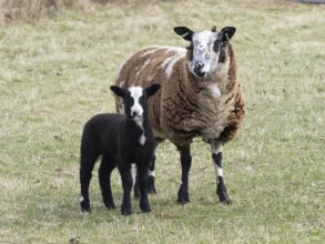 Sheep (Ovis aries), mother animal with lamb, with black and white woolly coat, standing on a