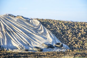 Pile of harvested sugar beets, covered by tarpaulin, waiting to be transported to the sugar factory