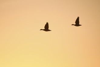 White-fronted goose (Anser albifrons), two geese in flight, at sunrise, morning sky, Dingdener