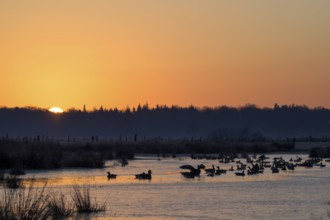 White-fronted Goose (Anser albifrons), at roost, at sunrise, dusk, morning, Dingdener Heide Nature