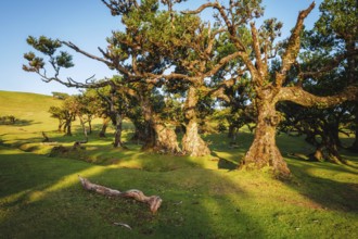 Centuries-old til trees in fantastic magical idyllic Fanal Laurisilva forest on sunset. Madeira