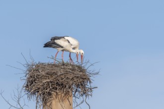 Pair of white stork (ciconia ciconia) building their nest in spring. Bas Rhin, Alsace, France,