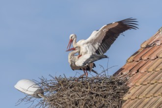 Mating white storks in courtship display (ciconia ciconia) on their nest in spring. Bas Rhin,