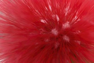 Macro photograph of a flower of the red powder puff (Calliandra tweedii)