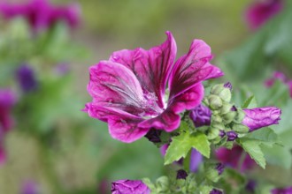 Common mallow (Malva sylvestris), North Rhine-Westphalia, Germany, Europe