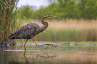 Purple heron (Ardea purpurea) hunting, fishing, sunrise, shallow water zone, shore zone, reed belt,