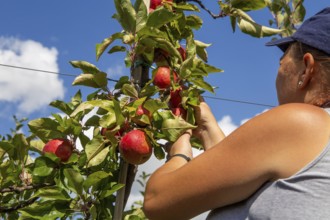 Apple harvest in Meckenheim/Pfalz. Harvest workers from Bleichhof in Meckenheim harvesting Weirouge