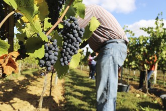 Grape grape harvest: Hand-picking Pinot Noir grapes in a vineyard in the Palatinate