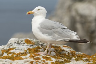 Herringgull (Larus argentatus) sitting on a rock. Camaret, Crozon, Finistere, Brittany, France,