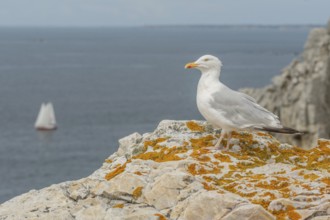 Herring gull (Larus argentatus) resting on a rock. Camaret, crozon, finistere, brittany, France,