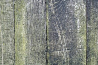 Board wall, wooden wall with verdigris, texture, background, Münsterland, North Rhine-Westphalia,