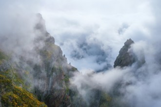 A mountain covered in fog and clouds with blooming Cytisus shrubs. Near Pico de Arieiro, Madeira