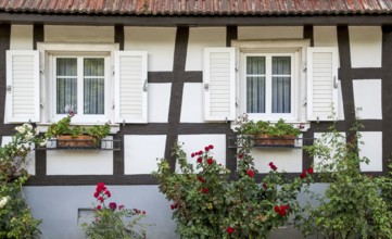 Half-timbered house, façade with windows and roses, Alsace, France, Europe