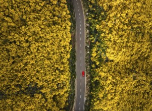 Aerial view of road with red car among yellow Cytisus blooming shrubs near Pico do Arieiro,