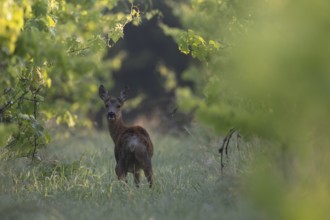 Doe in summer, leaf time, Wittlich, Rhineland-Palatinate, Germany, Europe