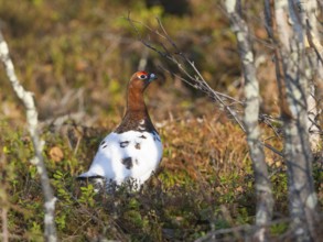 Willow ptarmigan (Lagopus lagopus) male, in summer plumage, calling, at edge of a wood, May,