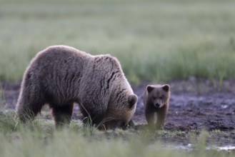 Brown bear (Ursus arctos) in the Finnish taiga, Kuusamo, Finland, Europe