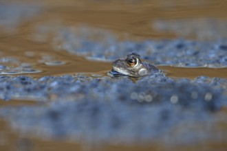 Grass frog (Rana temporaria), single male, in spawning water, in frog spawn, during mating season,