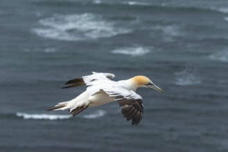 Single northern gannet (Morus bassanus) in flight off the offshore island of Helgoland, North Sea,