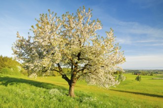 Freestanding apple tree in full bloom amidst flower meadows and with a view towards Lake Constance,