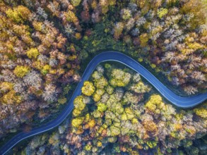 Winding country road through a forest with autumn-coloured trees, Swabian Alb in autumn. Aerial