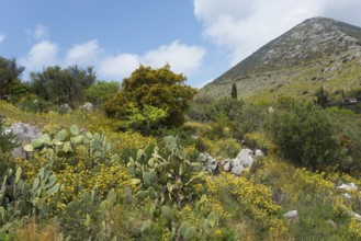 A natural landscape with a mountain in the background, surrounded by meadows and cacti under a blue