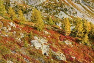 Autumn-coloured vegetation in the Val d'Hérens in the Valais Alps, Canton Valais, Switzerland,