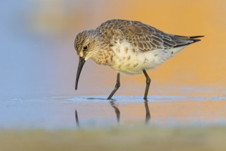 Curlew sandpiper (Calidris ferruginea), snipe family, East Khawr / Khawr Ad Dahariz, Salalah,