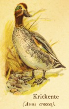 Eurasian teal (Anas crecca) or quail duck (Anas crecca carolinensis), World of Birds, historical