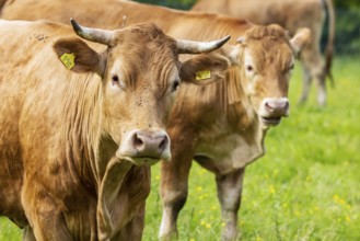 Cattle of the Limpurger breed on a pasture, farm of the Hohrainhof state domain, Talheim,