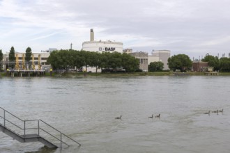 BASF, Lugwigshafen on the Rhine, industrial area, landing stage, stairs, Kanda geese, Mannheim,