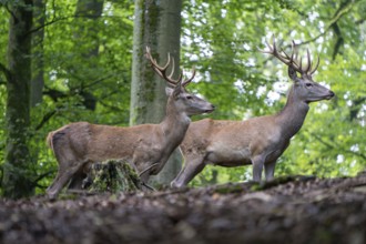 Red deer (Cervus elaphus), Vulkaneifel, Rhineland-Palatinate, Germany, Europe