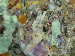 Rocking fish (Taenianotus triacanthus) well camouflaged in a colourful coral reef, dive site Close