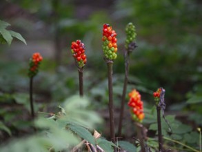 Fruit clusters of the arum (Arum) with ripe and unripe fruits, seen in a nature reserve in Buenos