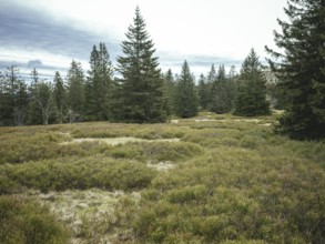 Schachten between Heugstatt and Gentiana bavarica, Bavarian Forest, Bavaria, Germany, Europe