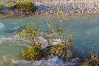 Isar valley nature conservancy area. The wild Isar river flows through its gravel bed past