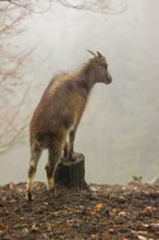 A female Himalayan Tahr (Hemitragus jemlahicus) stands in the forest on a foggy day