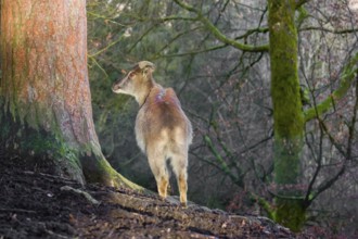 A female Himalayan Tahr (Hemitragus jemlahicus) stands on a forest edge. In the background is a