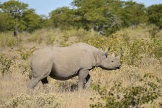 Black rhinoceros (Diceros bicornis) walking through the thorn savannah, Etosha National Park,