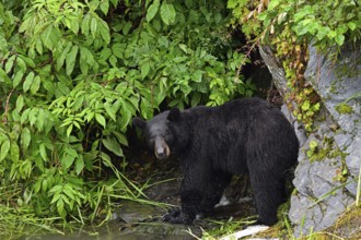 American Black Bear (Ursus americanus) at the edge of the forest, rainforest, Prince William Sound