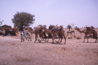 Life in the Sahel region of northern Nigeria, west Africa, early 1980s - camels being led into a