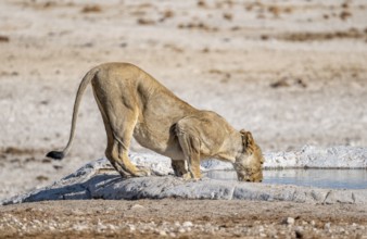 Lion (Panthera leo), adult female drinking at the waterhole, Nebrowni waterhole, Etosha National