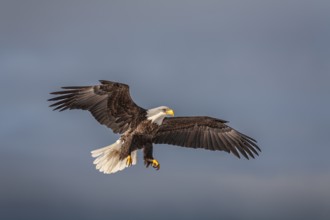 Bald eagle, Haliaeetus leucocephalus, flying, adult, winter, Homer, Alaska, USA, North America