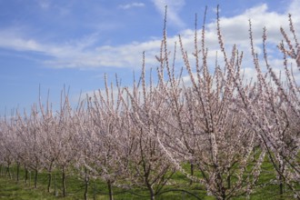 Peach trees in bloom, Paudorf, Lower Austria, Austria, Europe