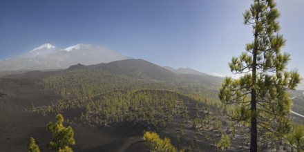 Canary Island pines (Pinus canariensis), Mirador de Chio, Teide National Park, Tenerife, Canary