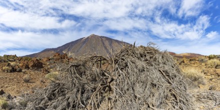 El Teide National Park, behind it the Pico del Teide, 3715m, World Heritage Site, Tenerife, Canary